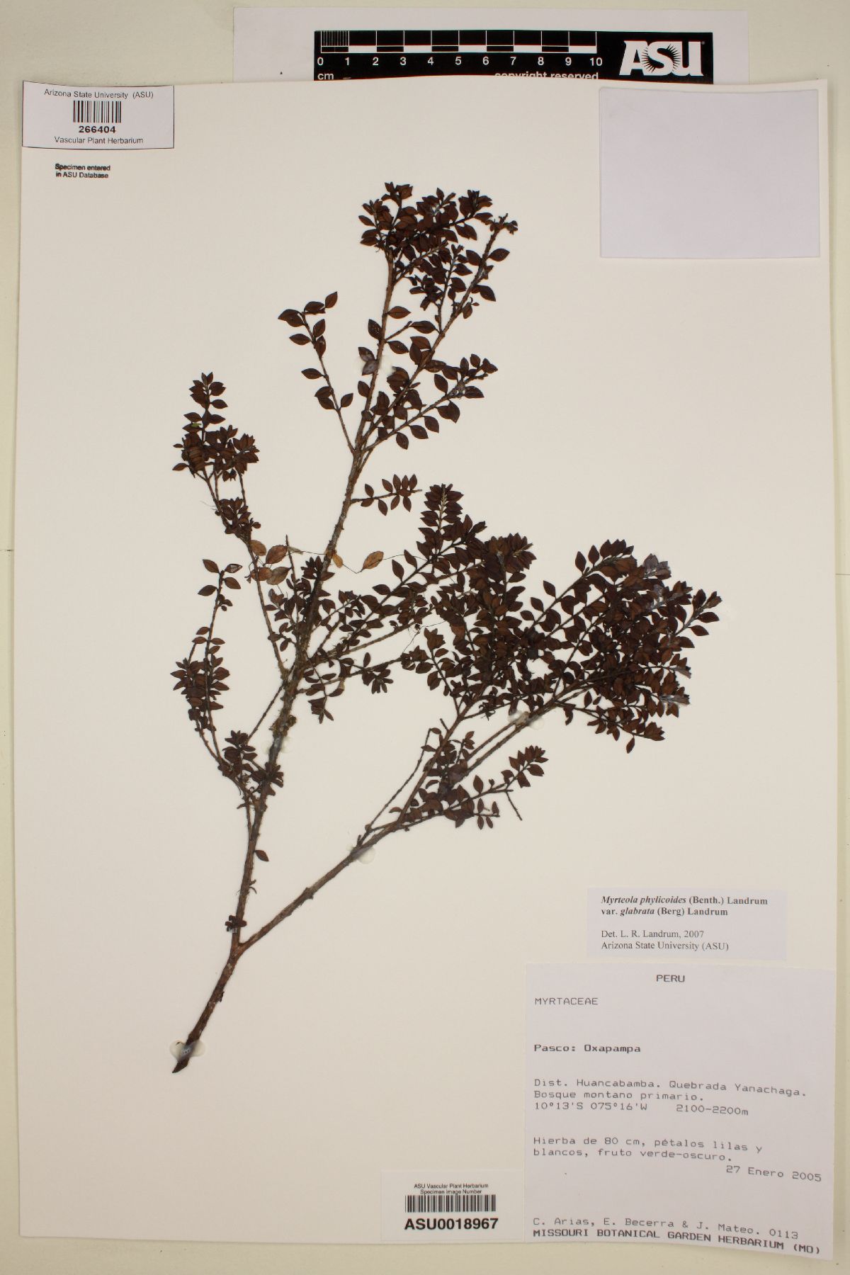 Myrteola phylicoides image