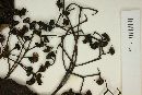Calyptranthes nigrescens image