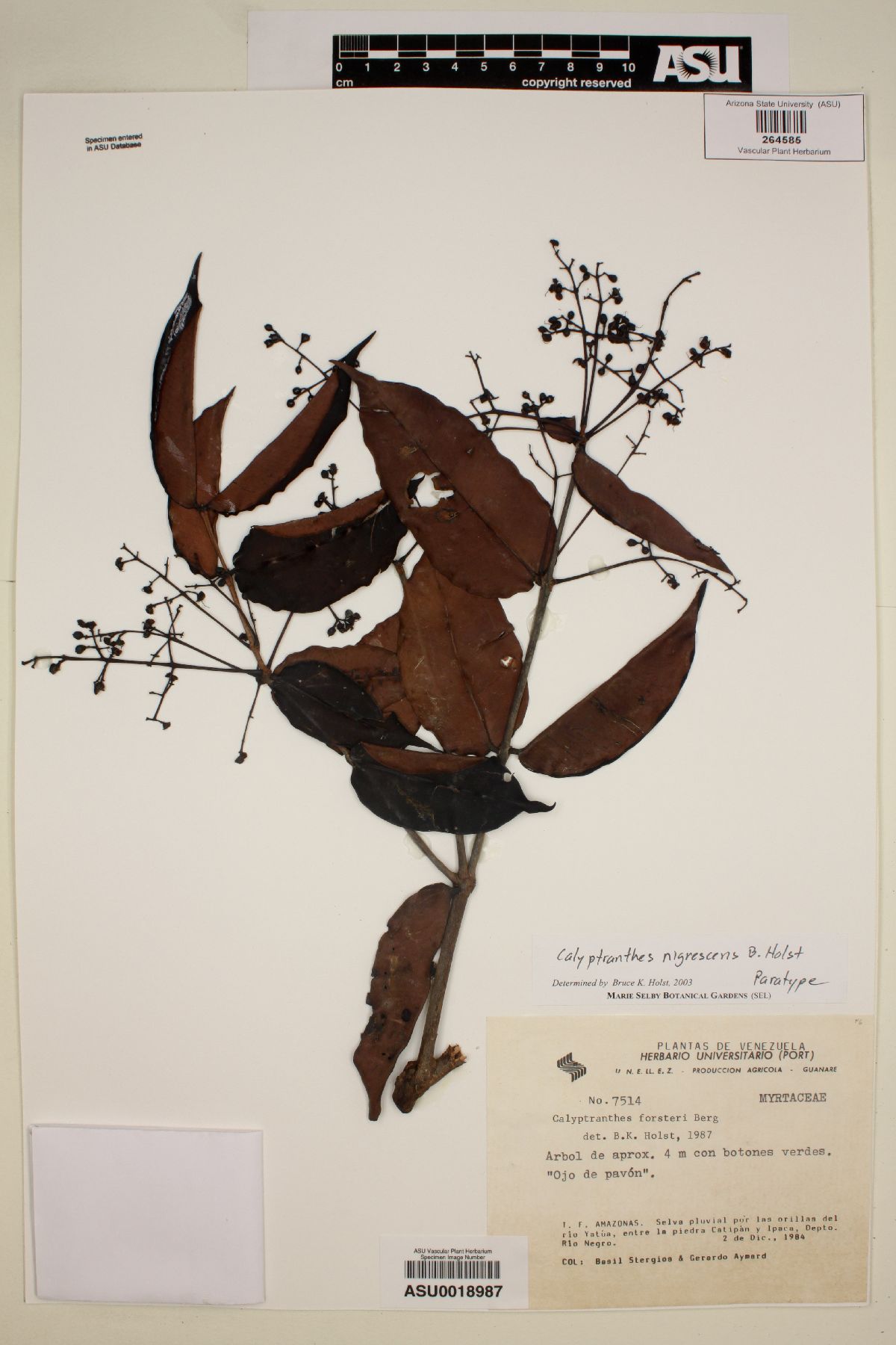 Calyptranthes nigrescens image