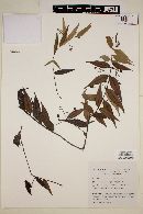 Myrcia sylvatica image