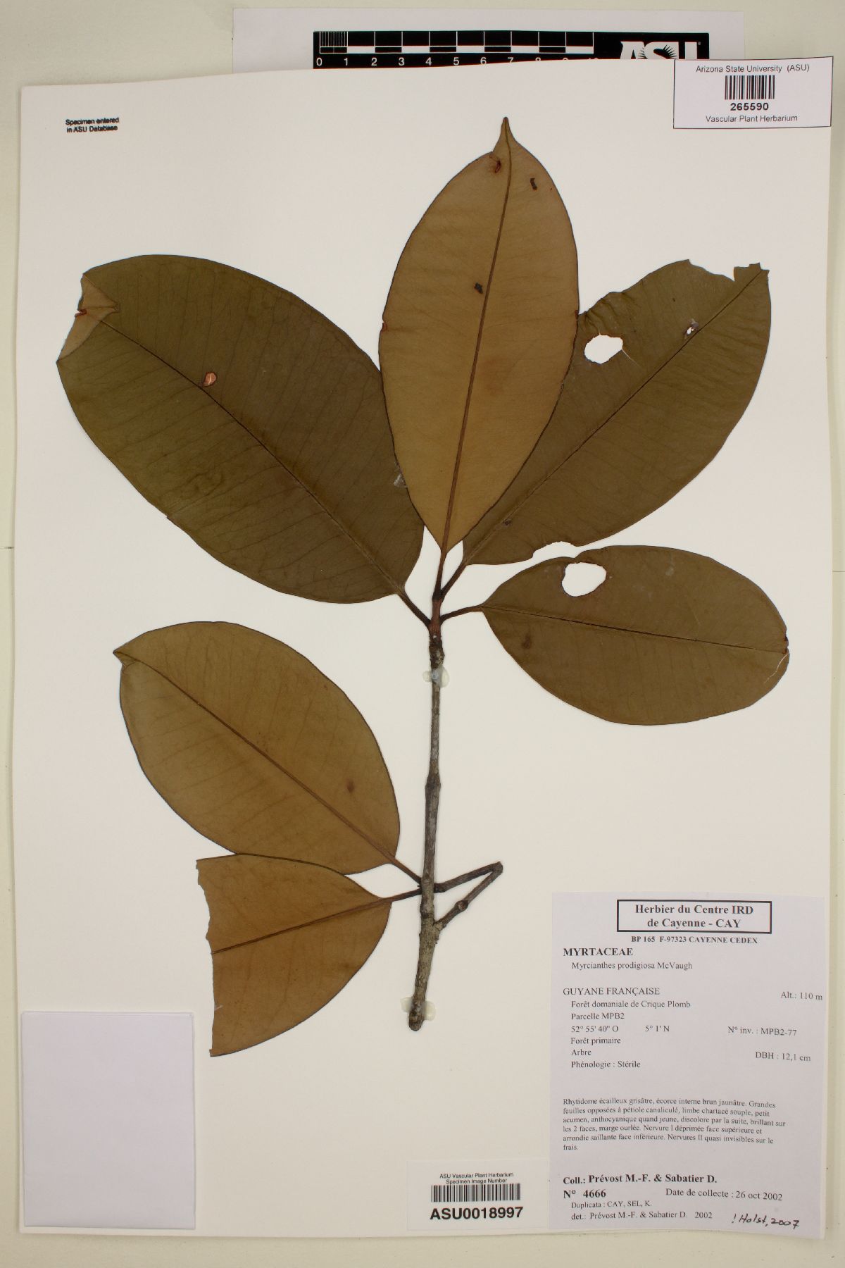 Myrcianthes prodigiosa image