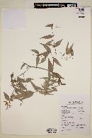 Myrcia sylvatica image