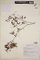 Myrcia sylvatica image