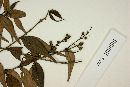 Myrcia sylvatica image