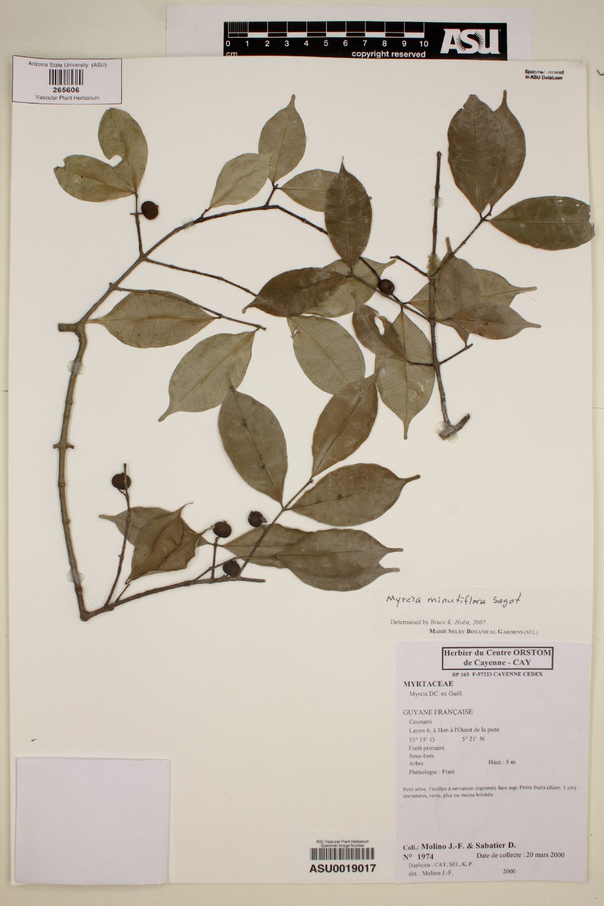 Myrcia minutiflora image