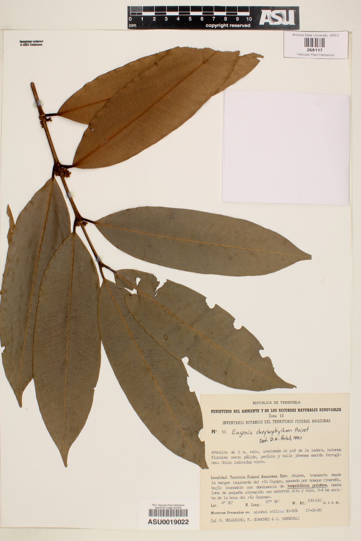 Eugenia chrysophyllum image