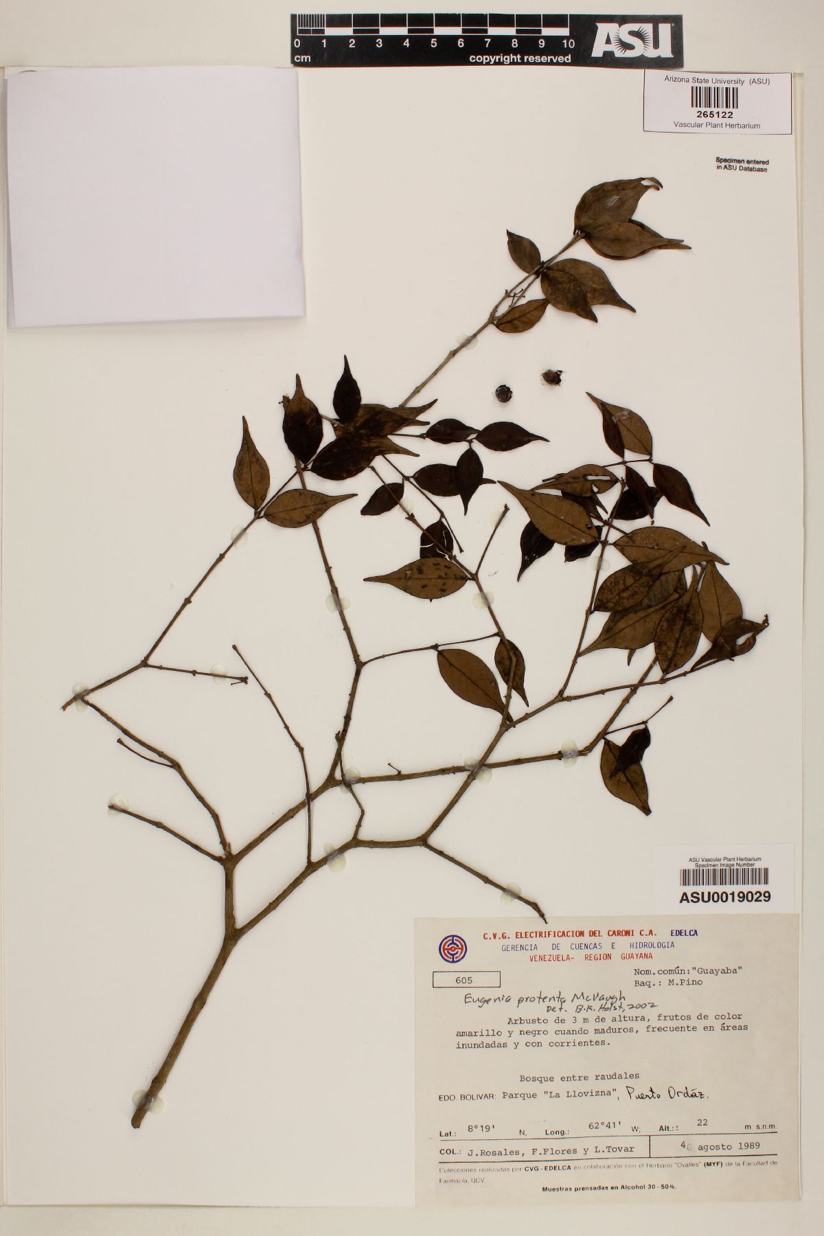 Eugenia protenta image
