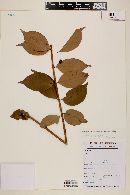 Eugenia pseudopsidium image