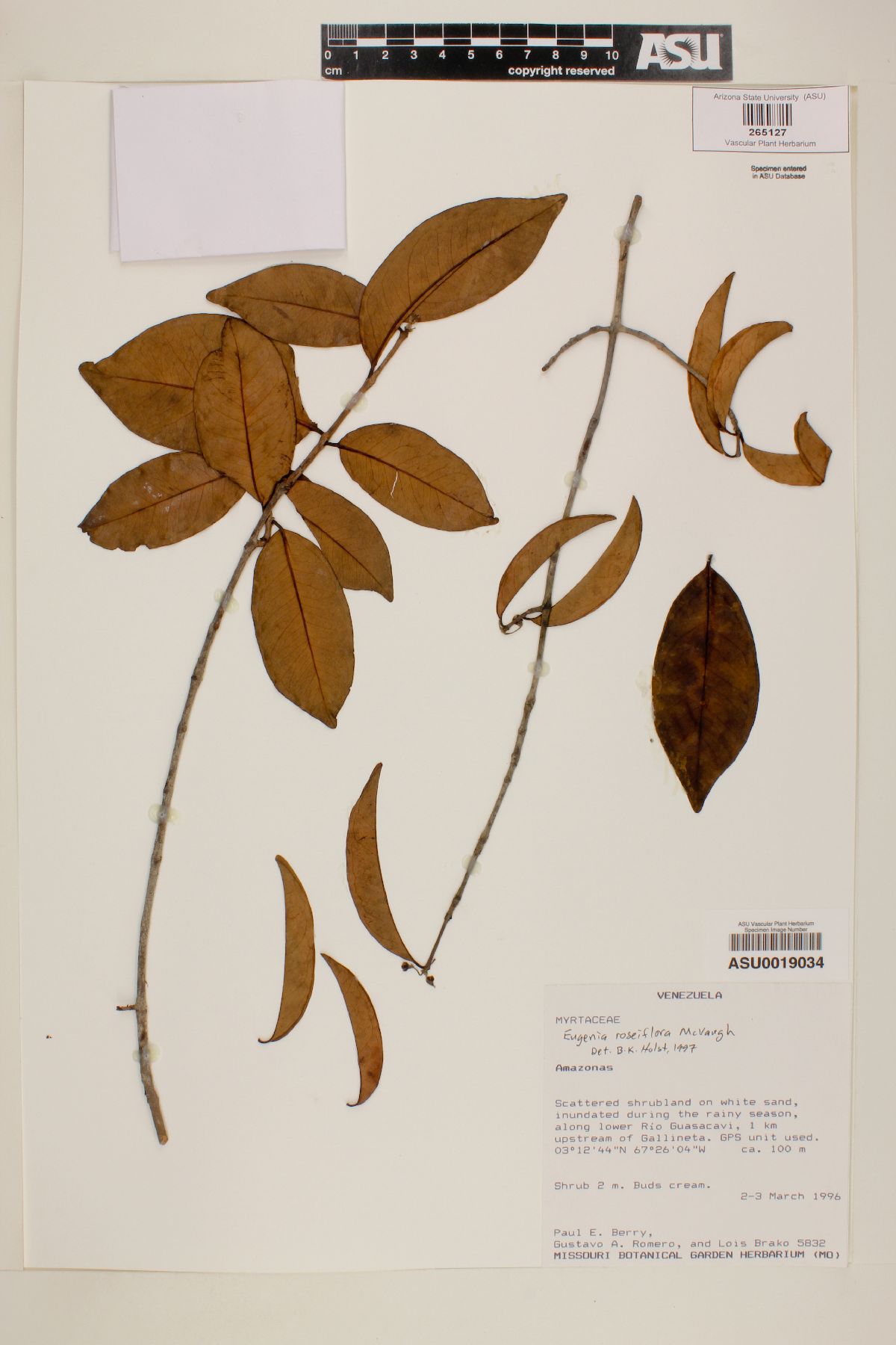 Eugenia roseiflora image