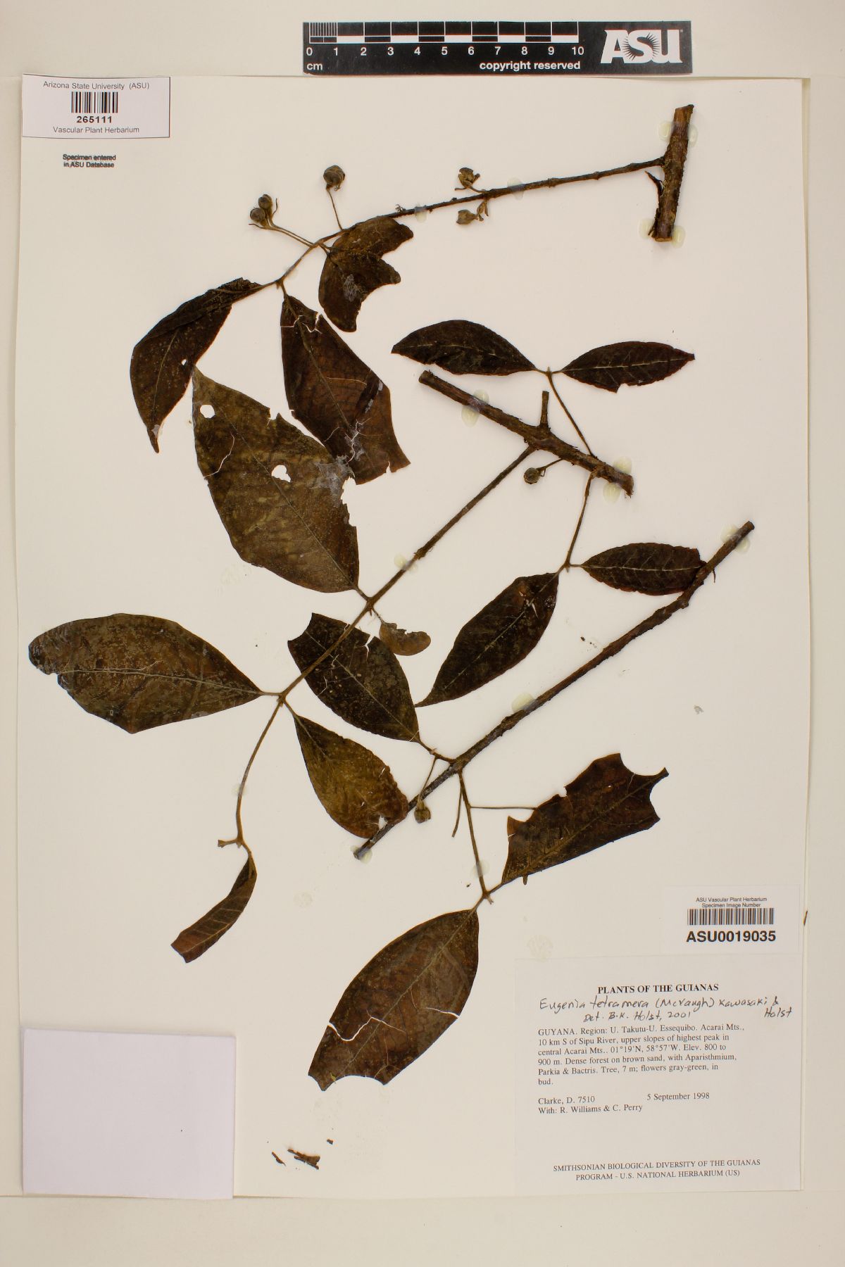 Eugenia tetramera image