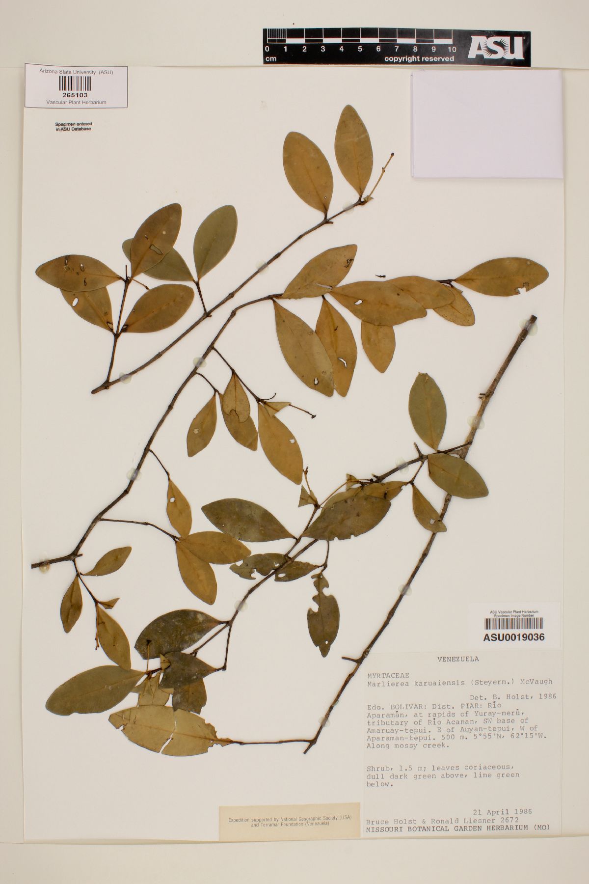 Marlierea karuaiensis image