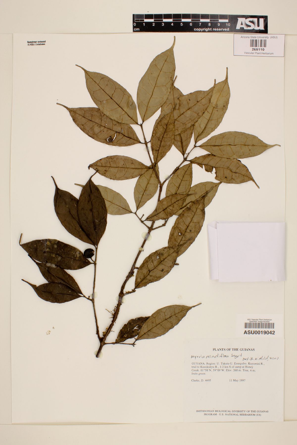 Myrcia minutiflora image