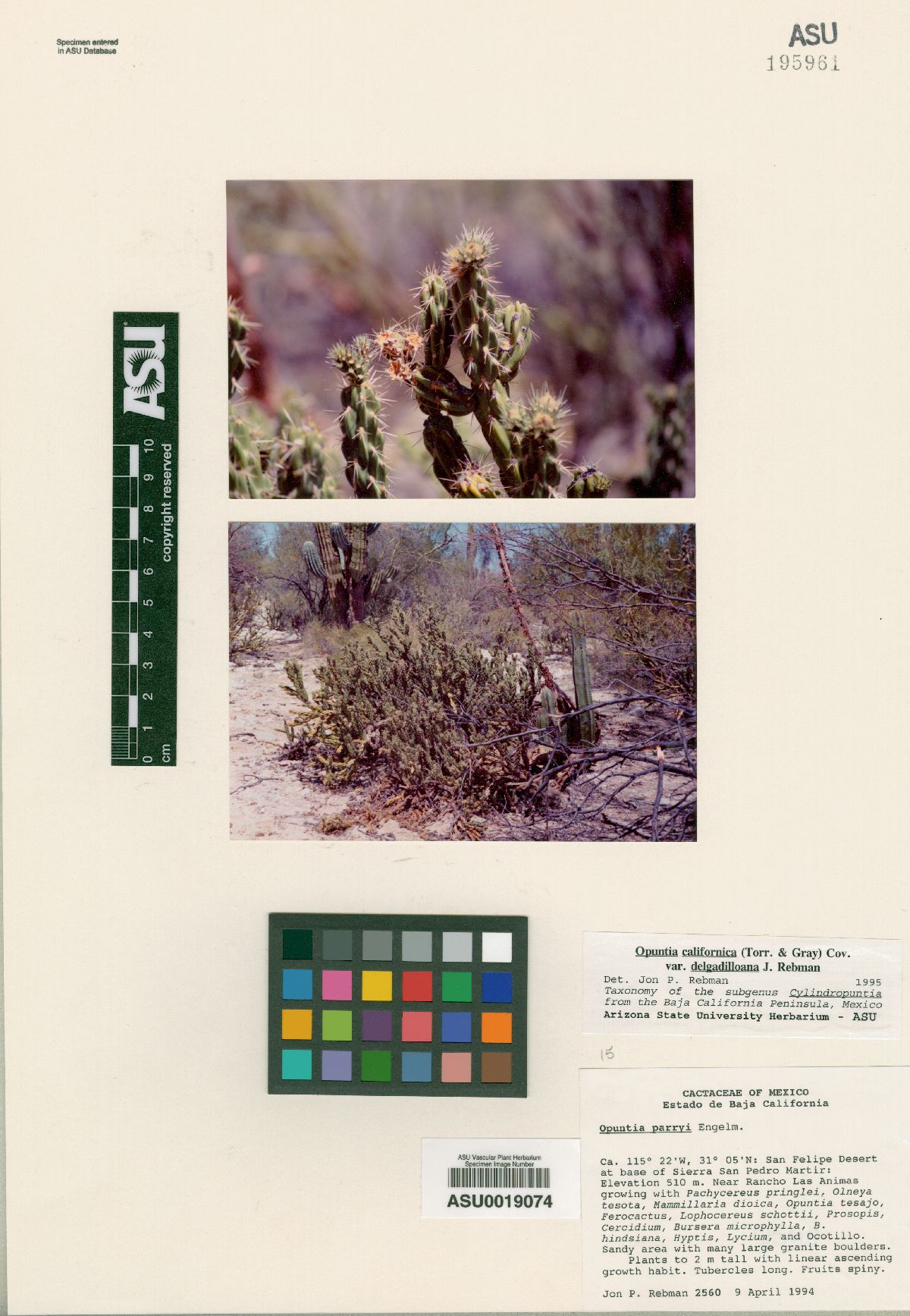 Cylindropuntia delgadilloana image