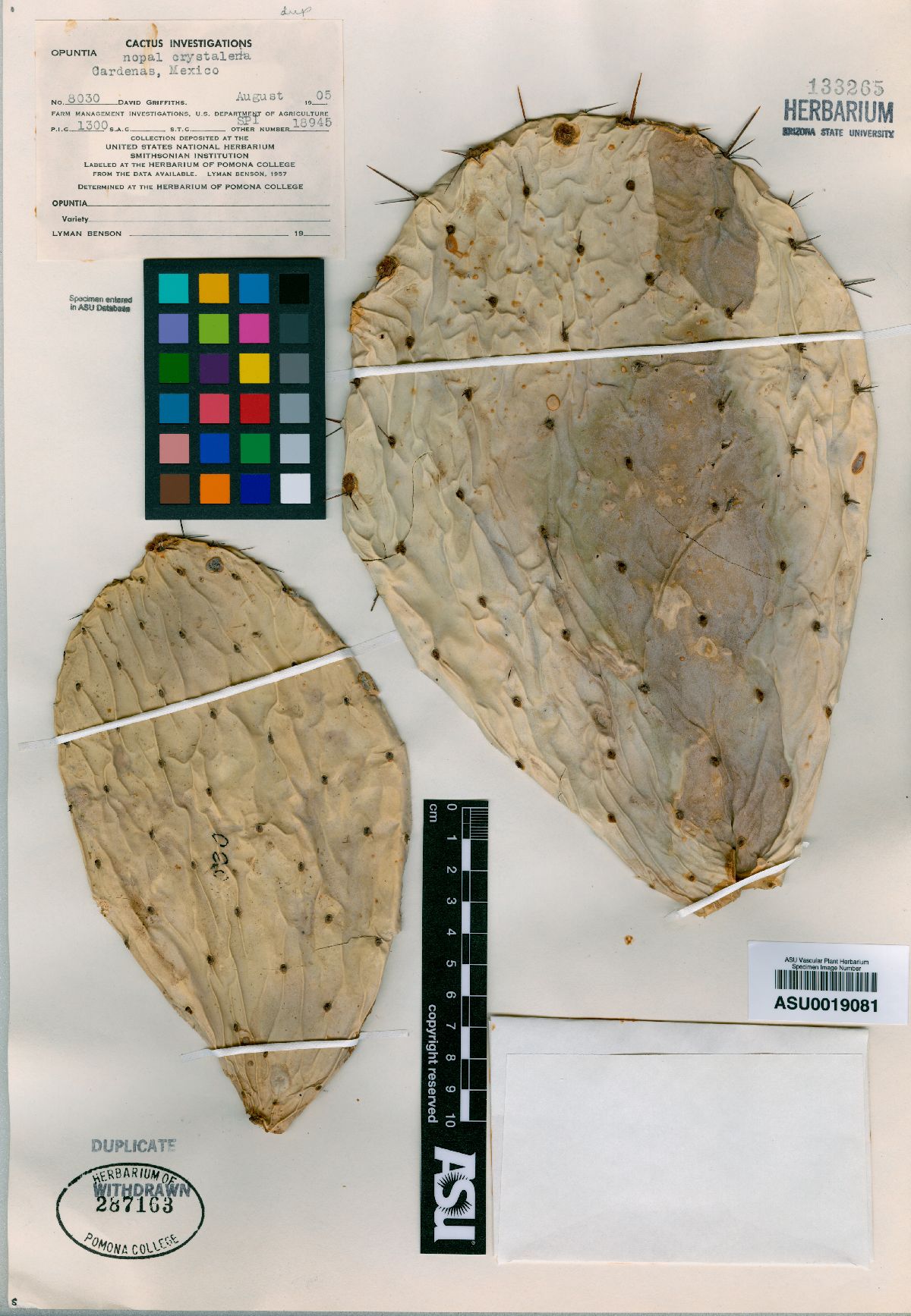 Opuntia crystalenia image