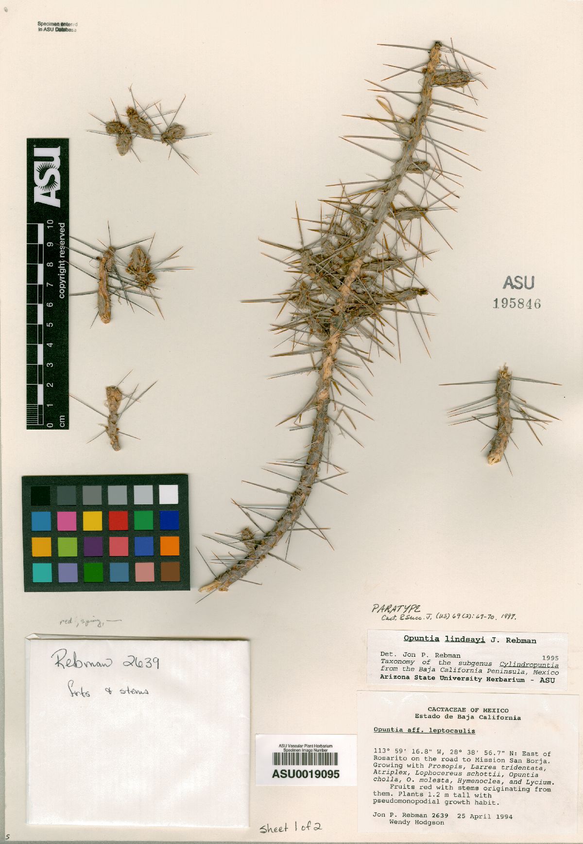 Cylindropuntia lindsayi image