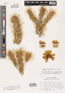 Opuntia sanfelipensis image