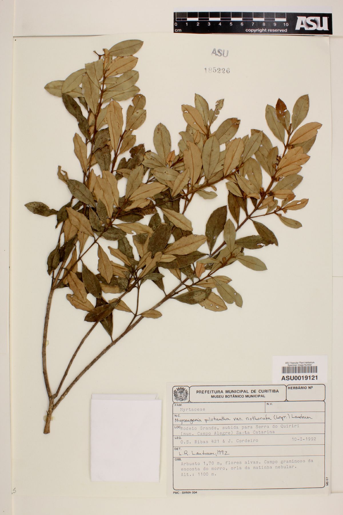 Myrceugenia pilotantha var. nothorufa image