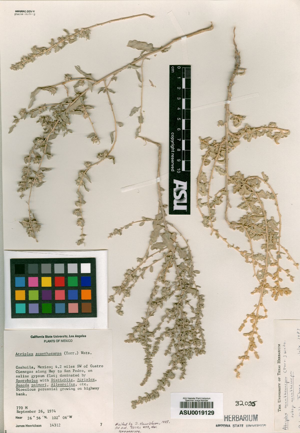 Atriplex acanthocarpa subsp. acanthocarpa image