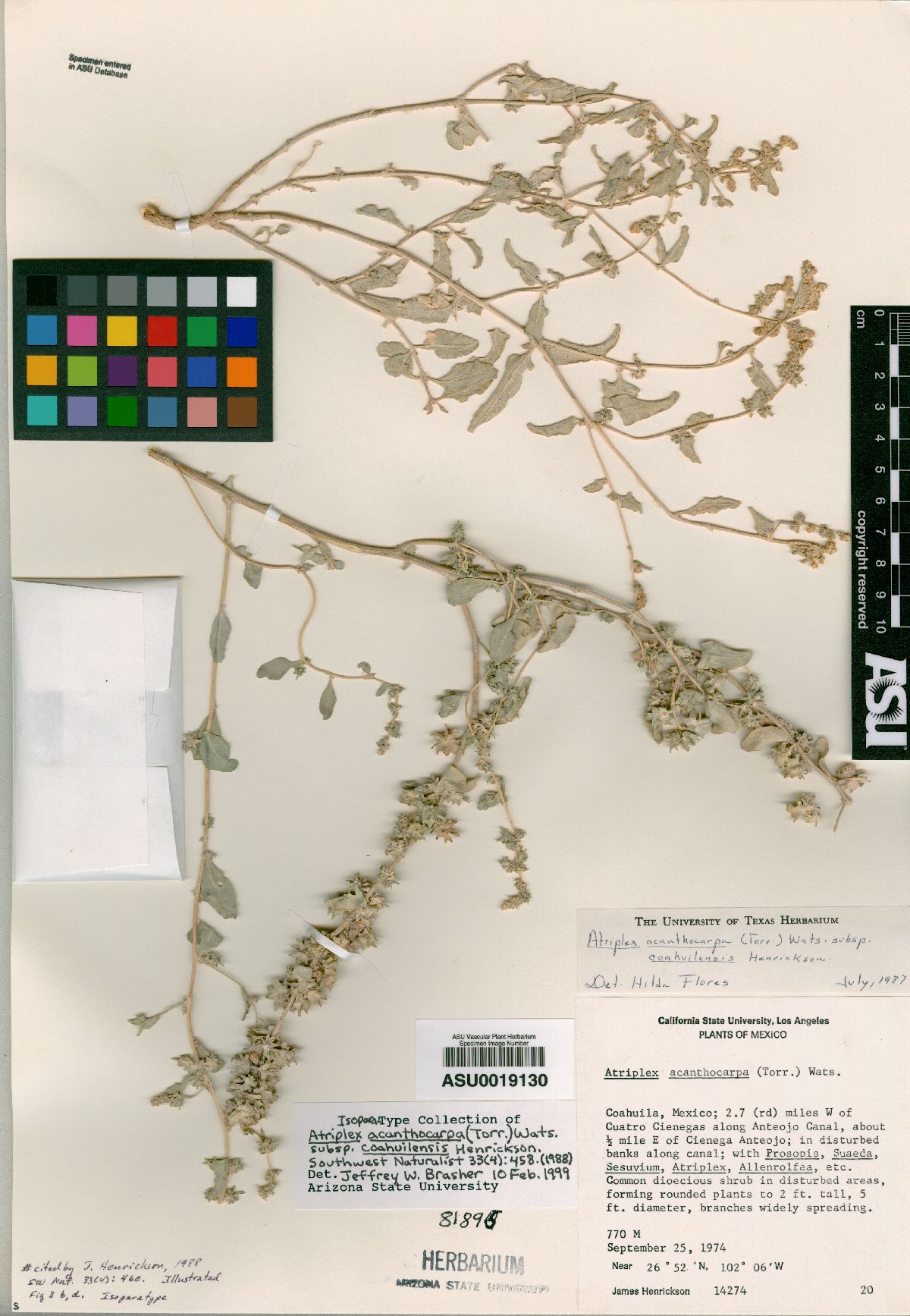 Atriplex acanthocarpa subsp. coahuilensis image