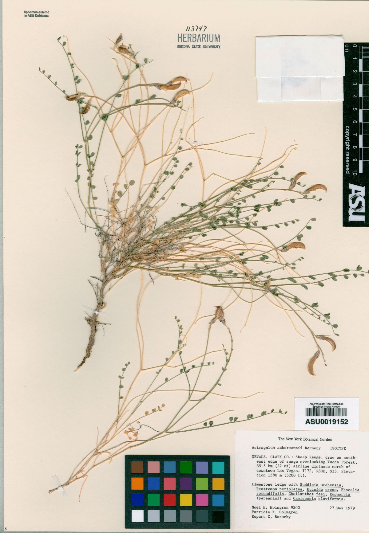 Astragalus ackermanii image