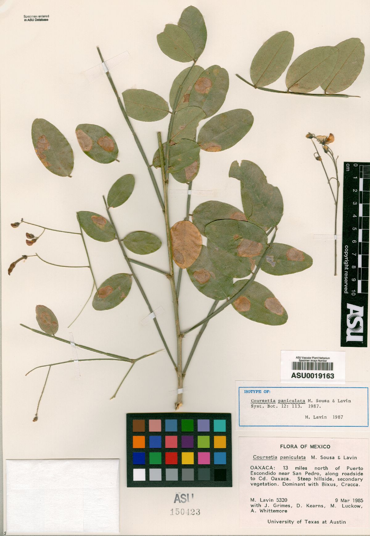 Coursetia paniculata image