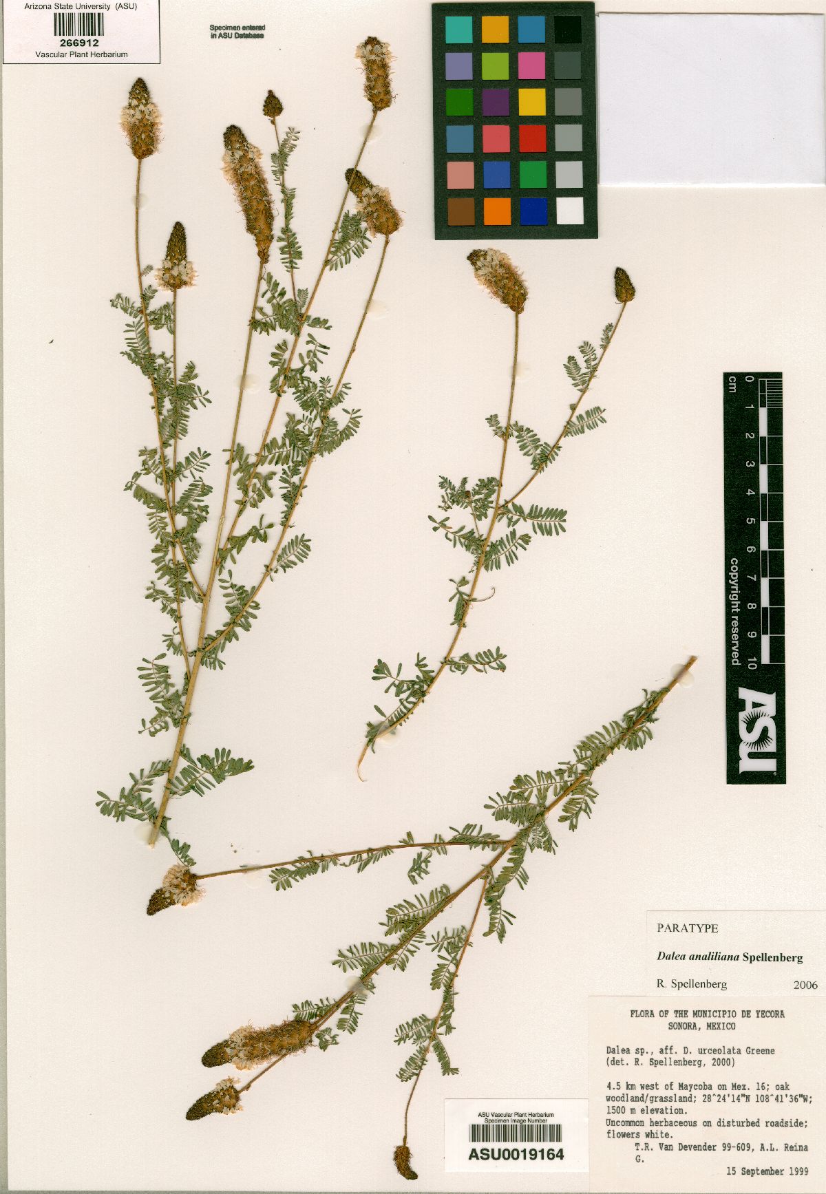 Dalea analiliana image