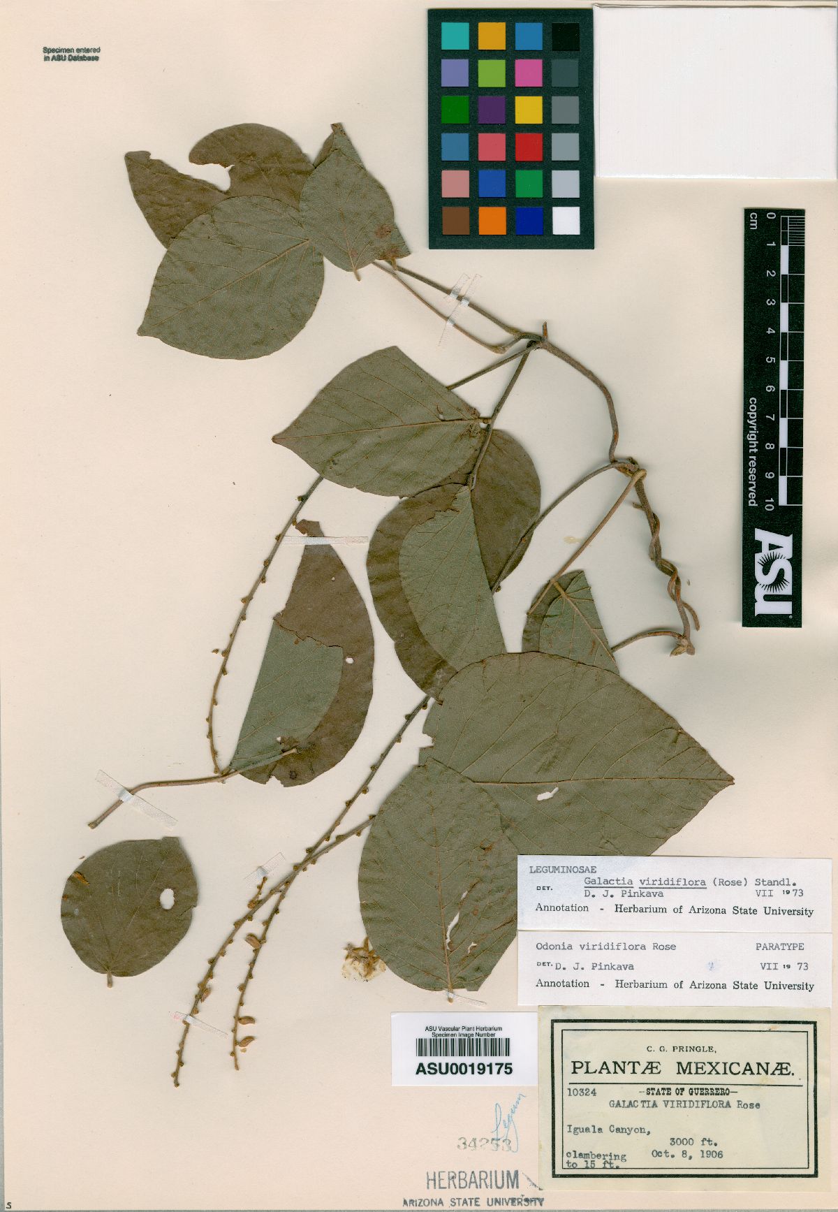 Odonia viridiflora image