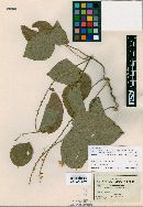 Odonia viridiflora image
