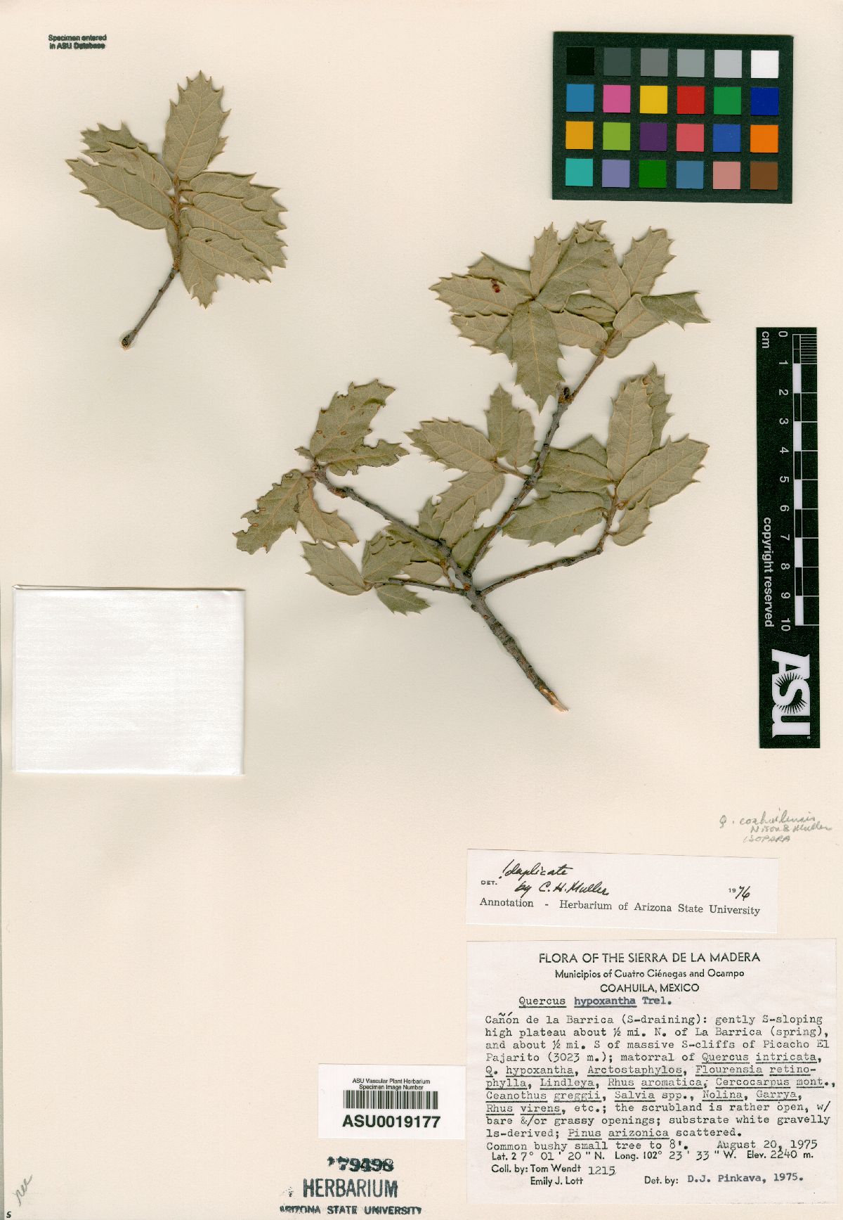 Quercus coahuilensis image