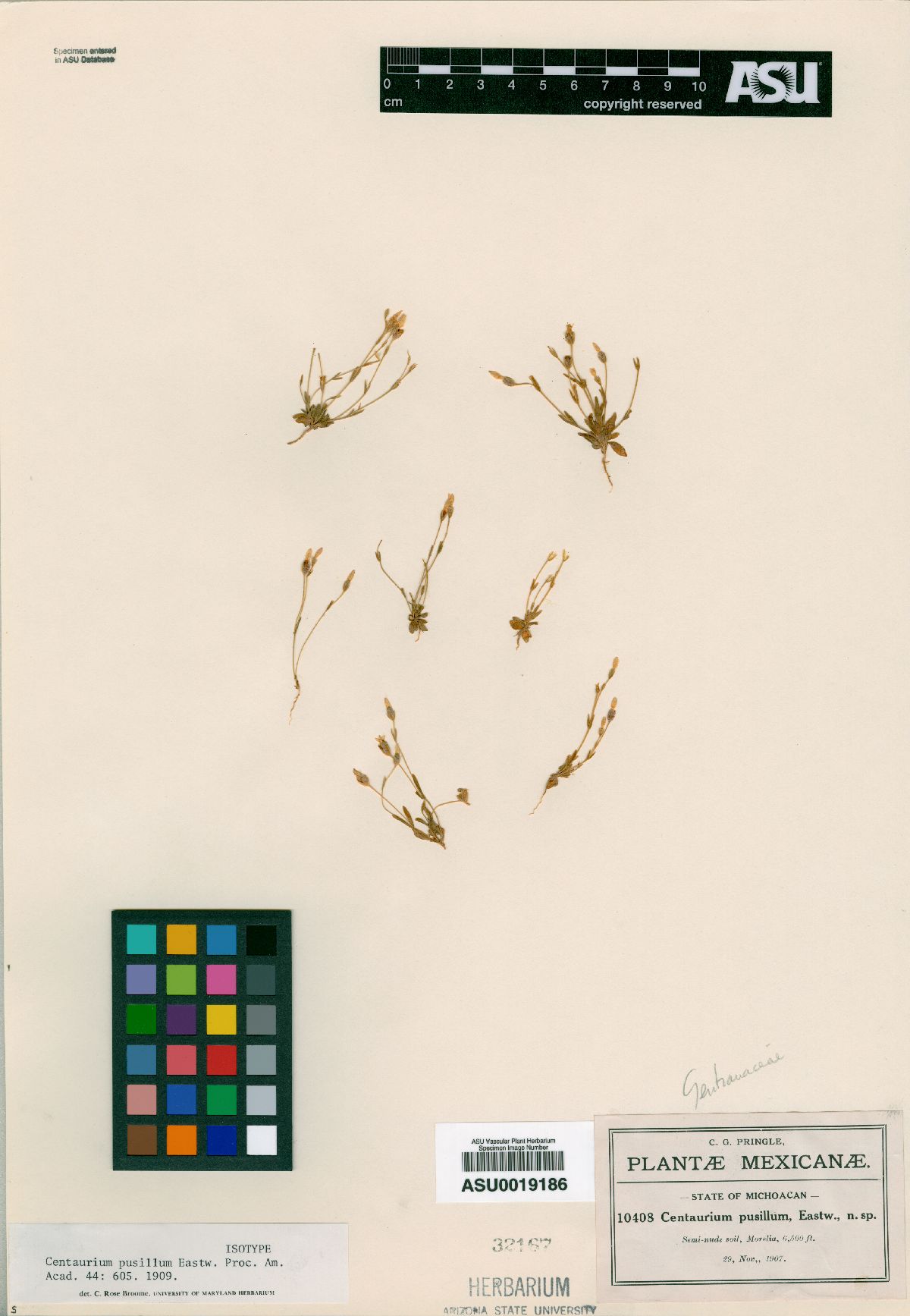 Zeltnera pusilla image