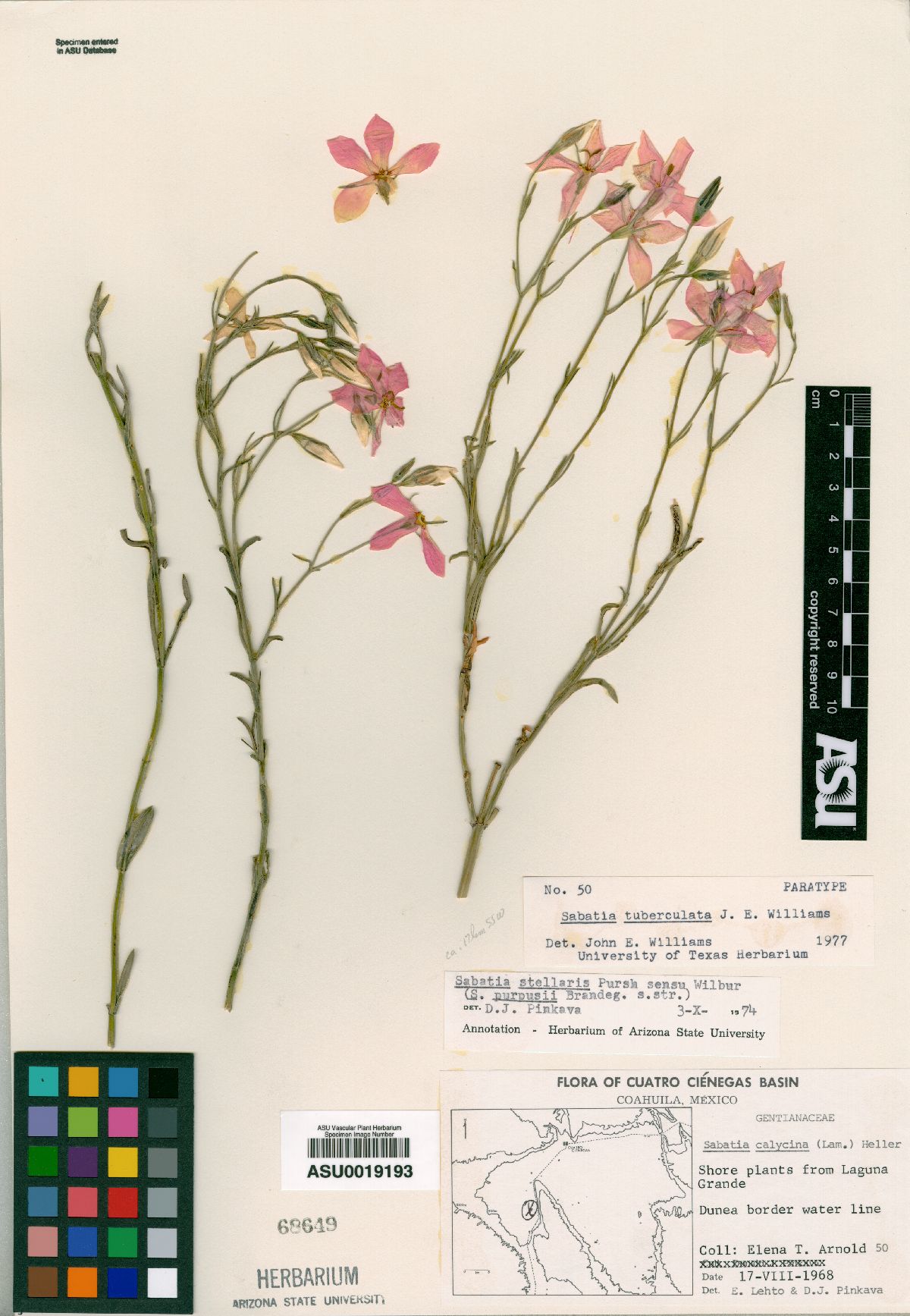 Sabatia tuberculata image