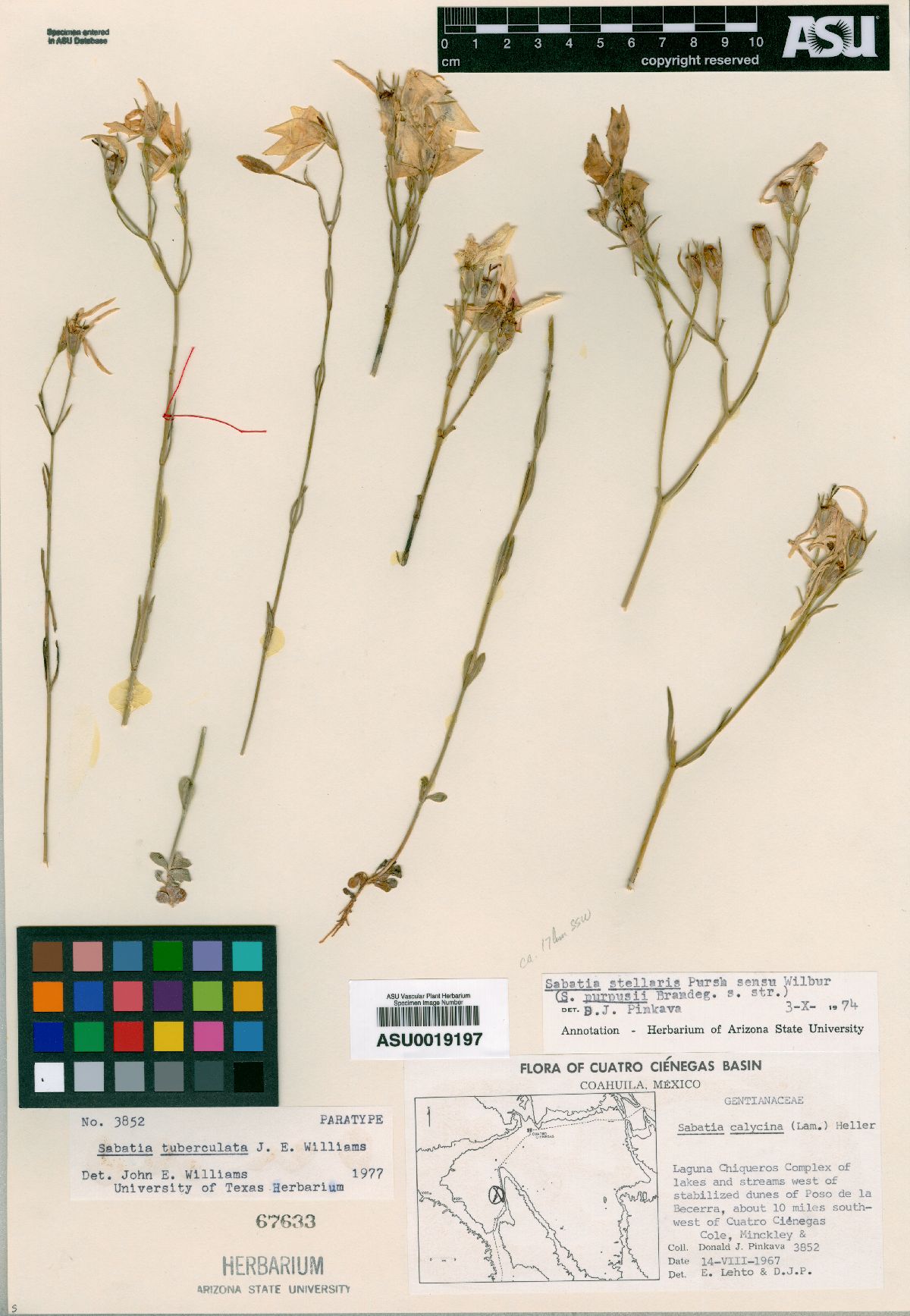 Sabatia tuberculata image