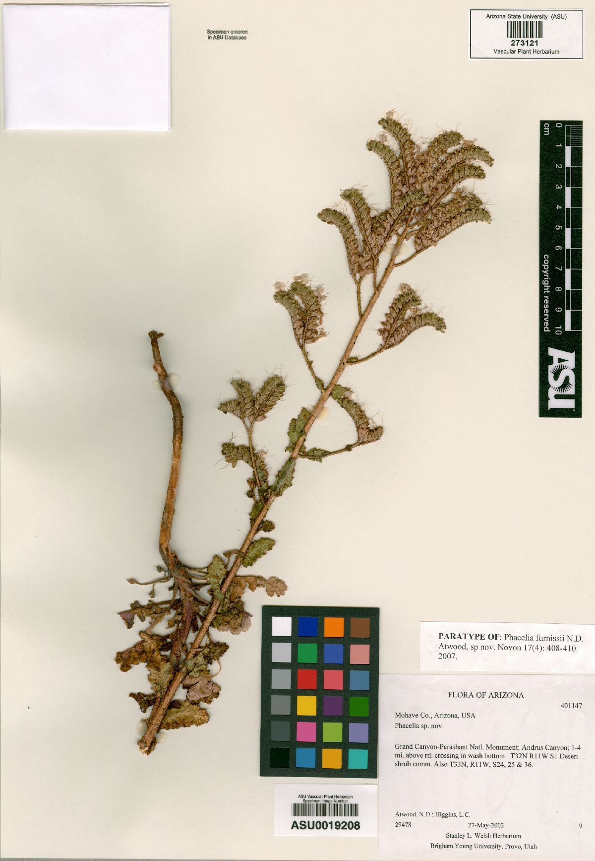 Phacelia furnissii image