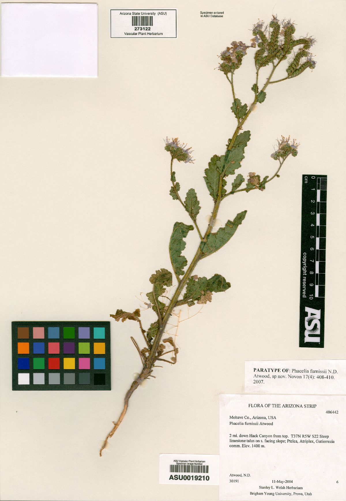 Phacelia furnissii image