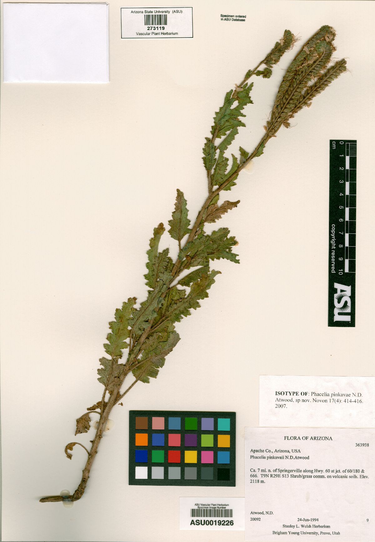 Phacelia pinkavae image