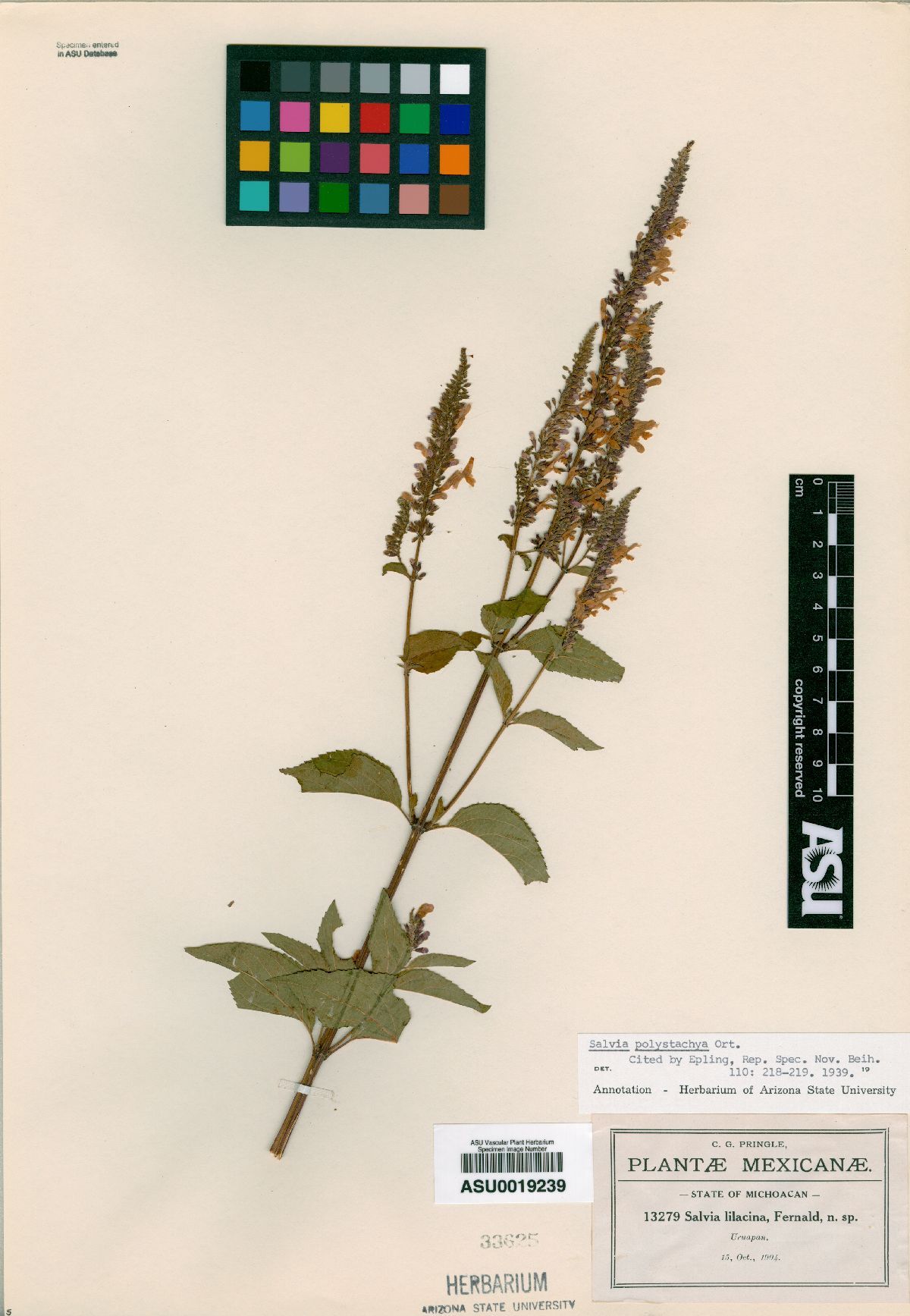 Salvia lilacina image