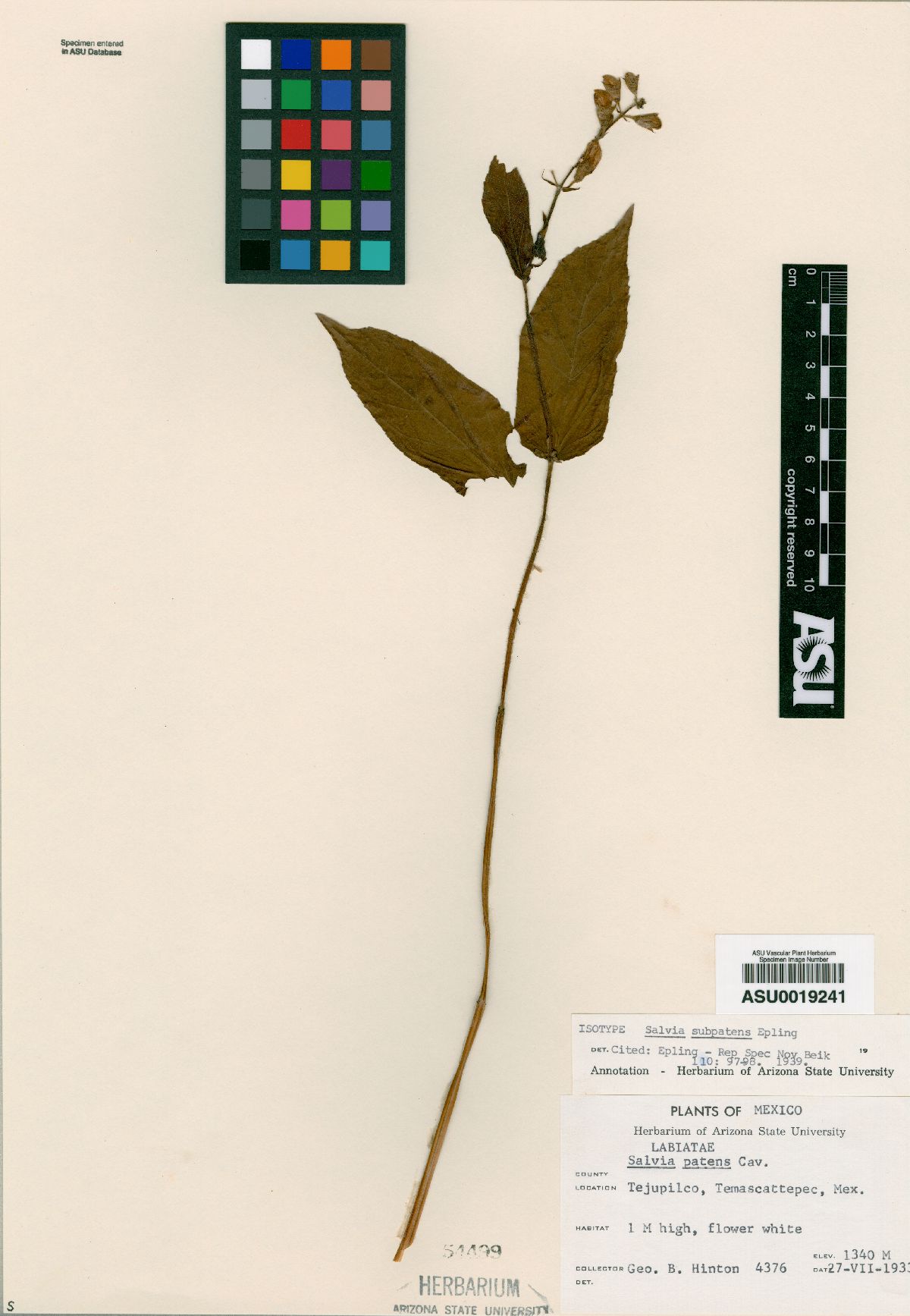 Salvia subpatens image