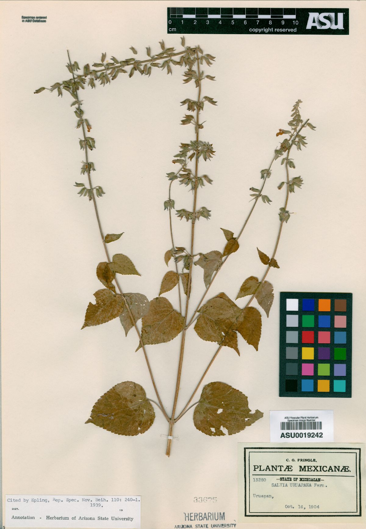 Salvia uruapana image