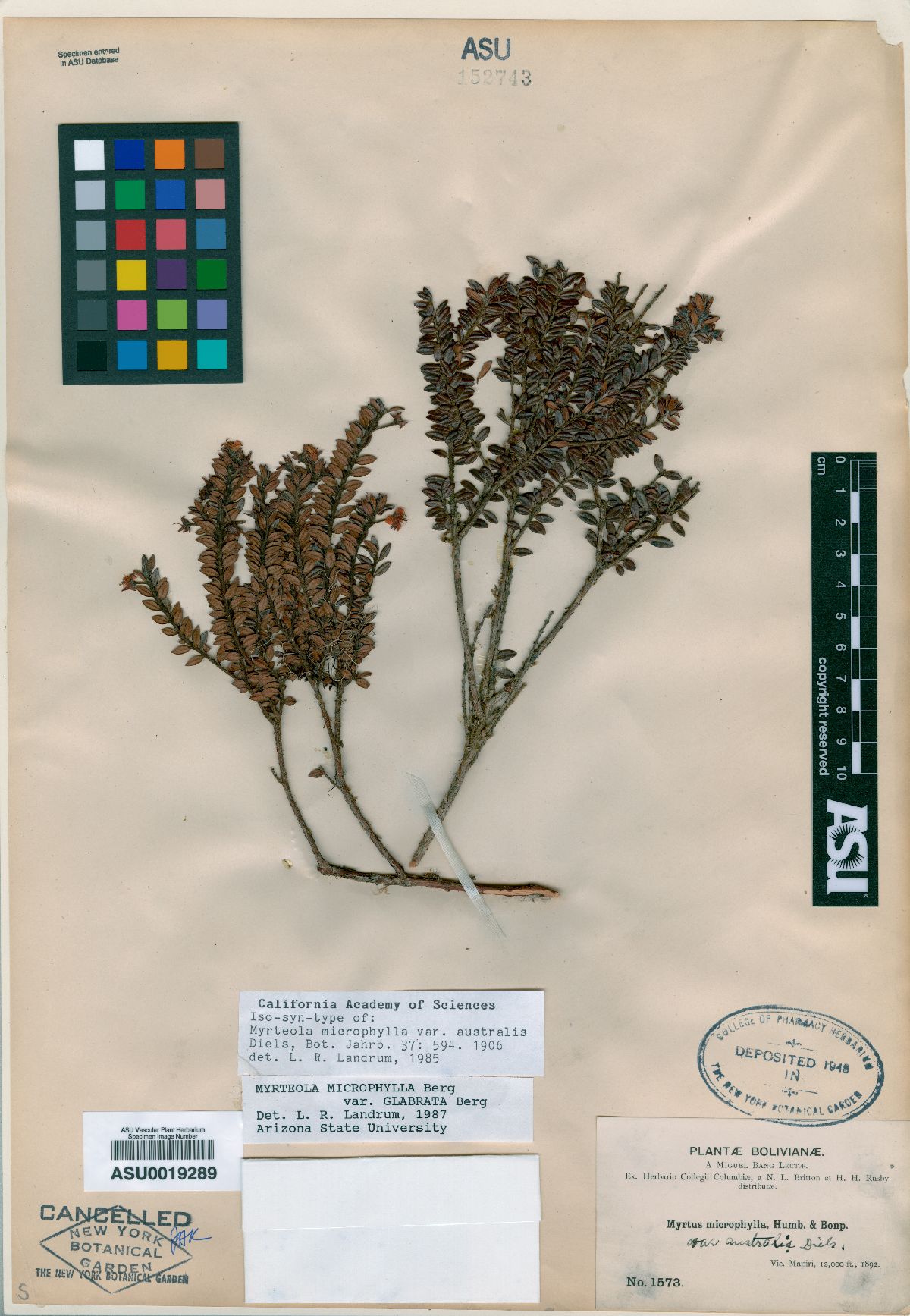 Myrteola microphylla image