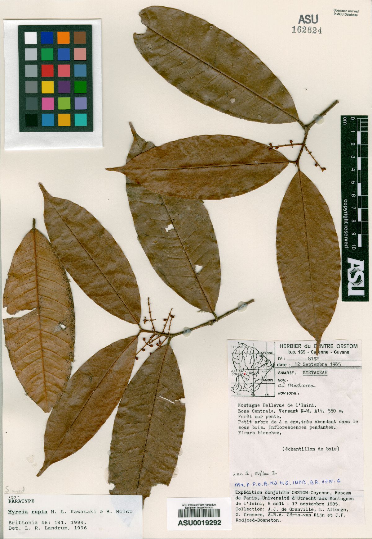 Myrcia rupta image