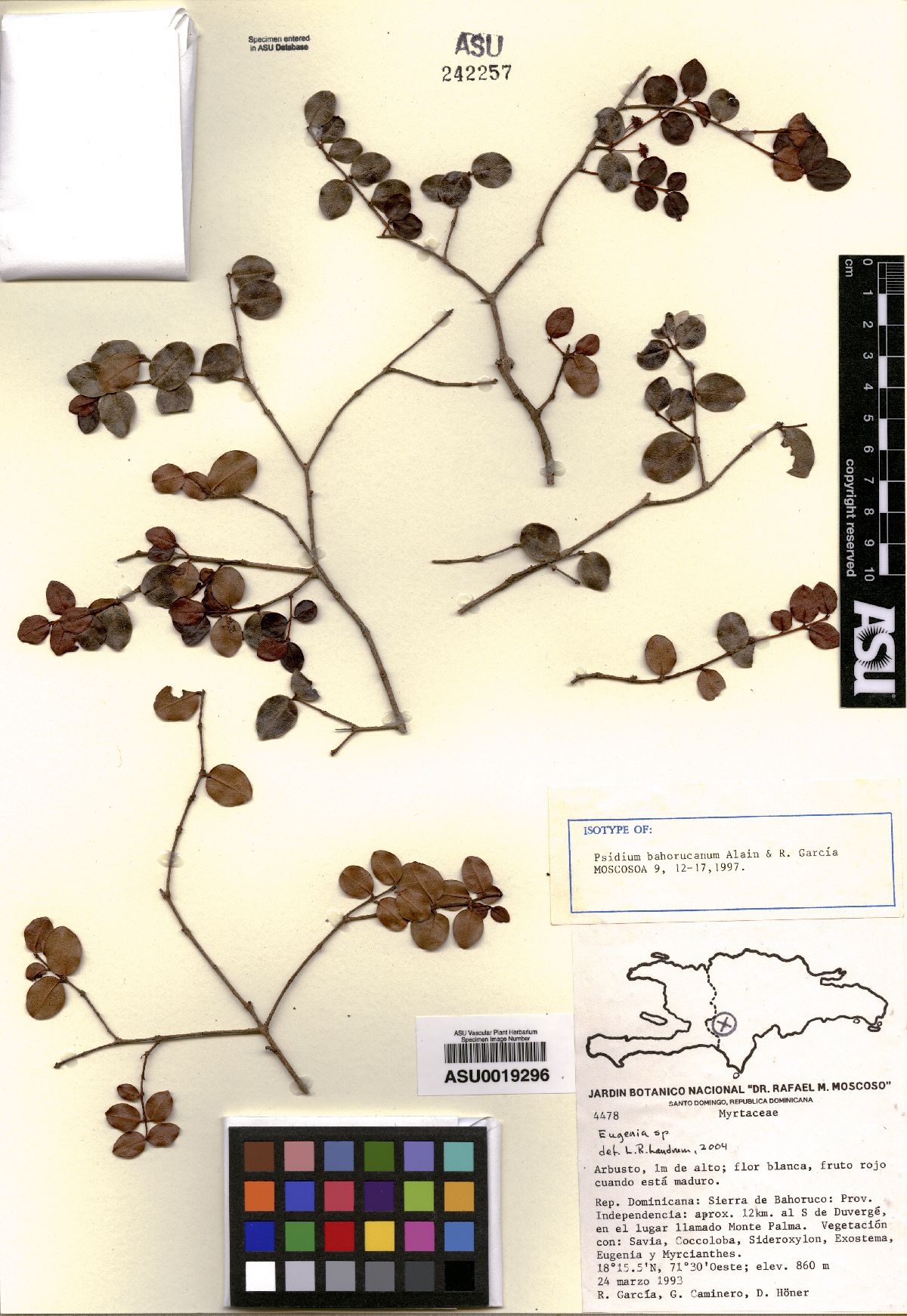 Psidium bahorucanum image