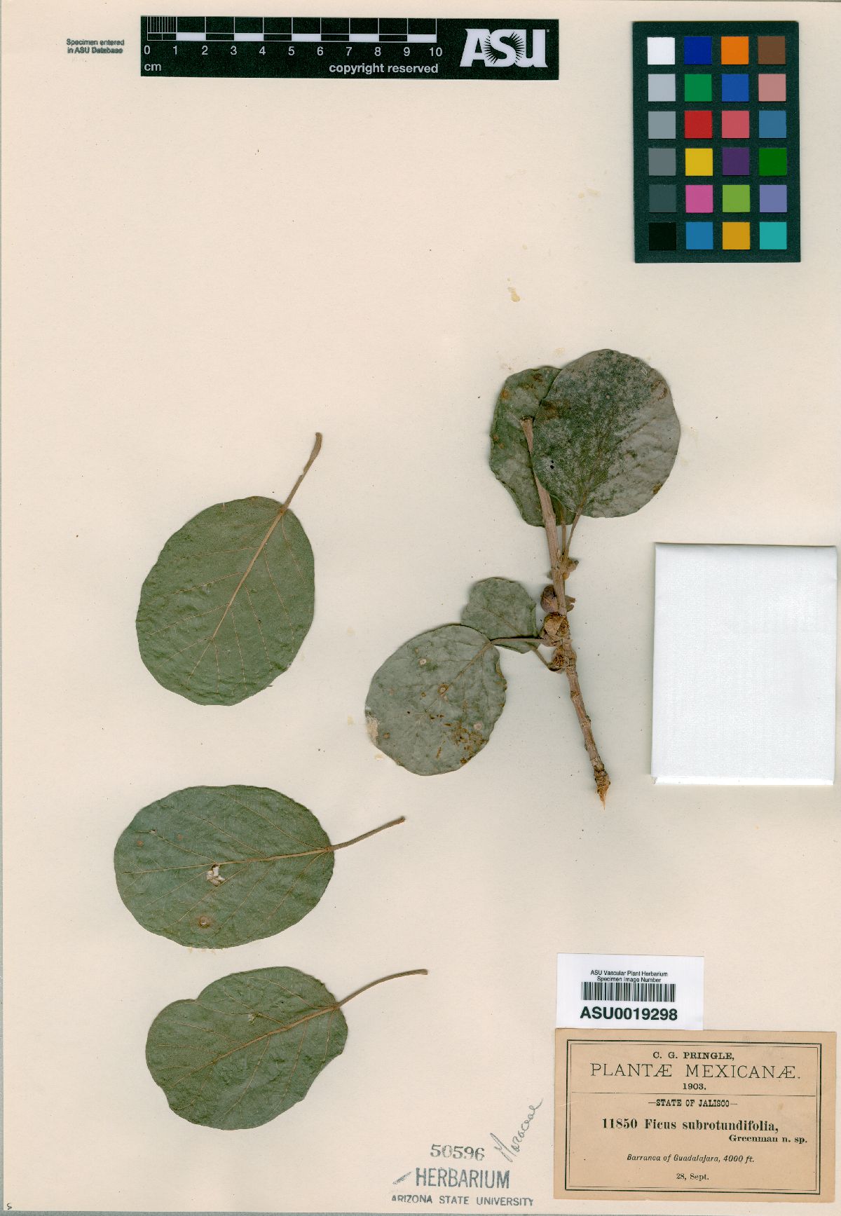 Ficus subrotundifolia image