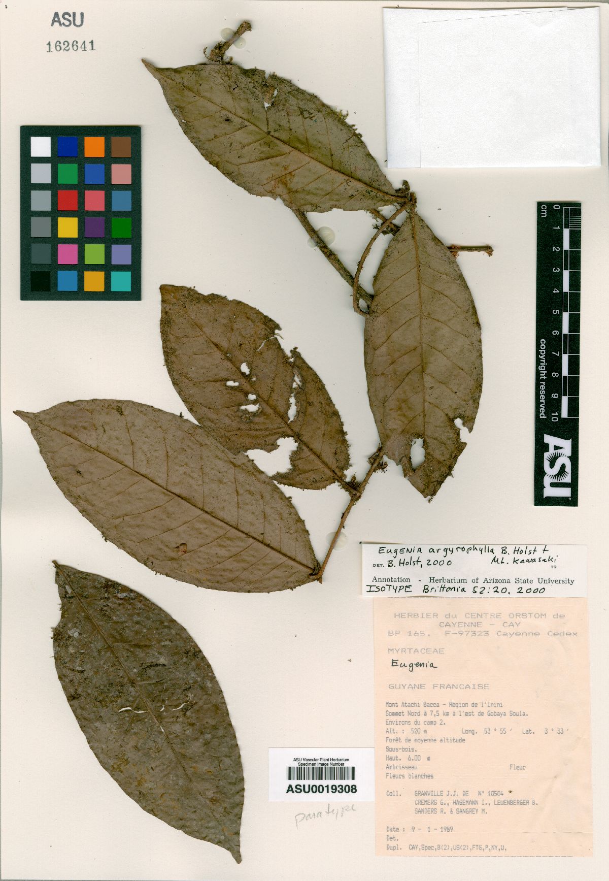 Eugenia argyrophylla image