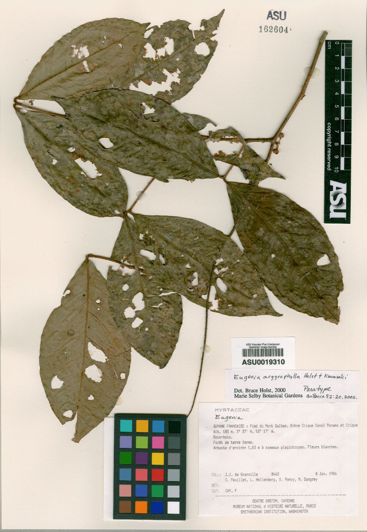 Eugenia argyrophylla image