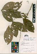 Eugenia argyrophylla image