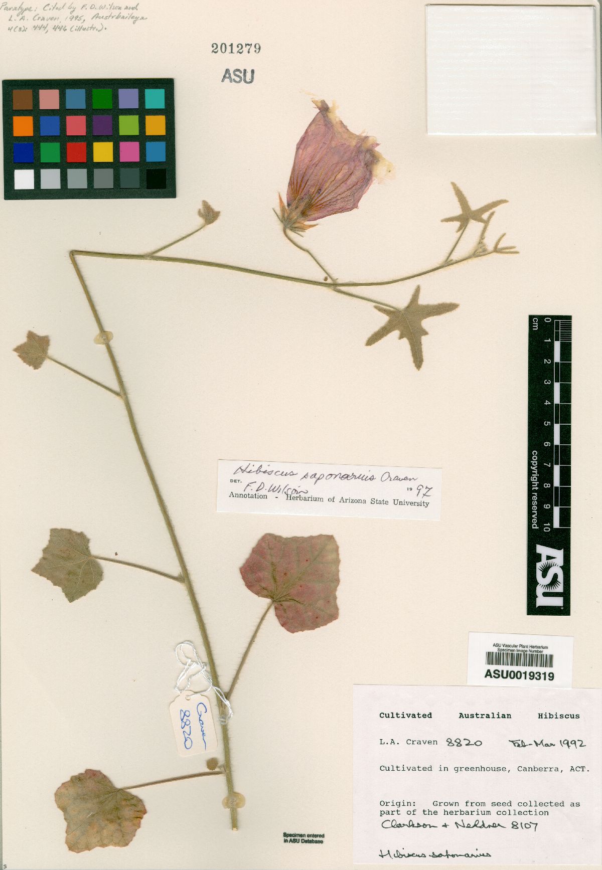 Hibiscus saponarius image