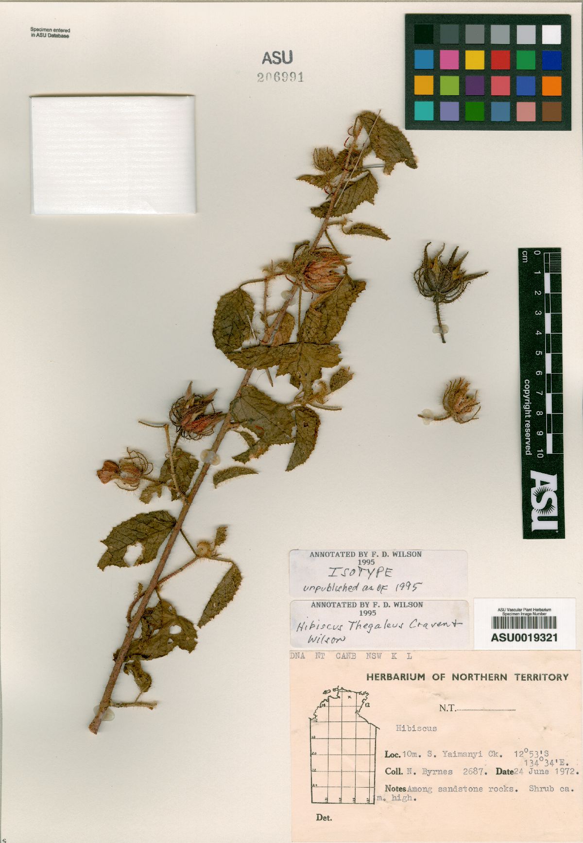 Hibiscus thegaleus image