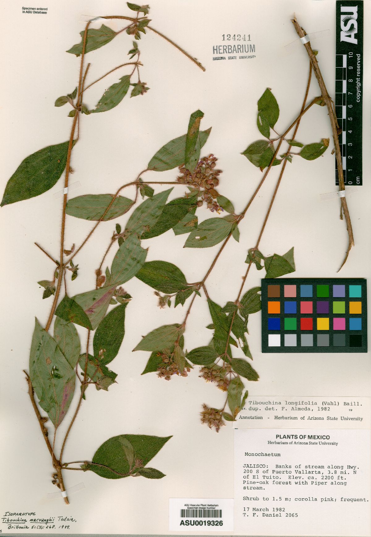 Tibouchina macvaughii image