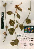 Hibiscus fryxellii var. mollis image