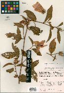 Hibiscus petherickii image